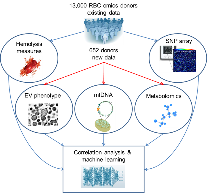 transfustion_immunology-(1).png transfustion_immunology-(1).png